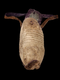 Armadillo Oddity Purse “As Is” Vintage