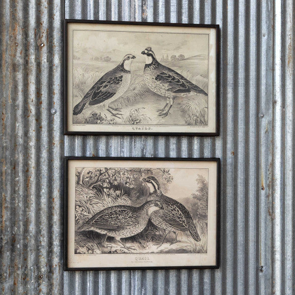 Quail Framed Rustic Prints