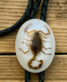 Scorpion in Resin Bolo Tie