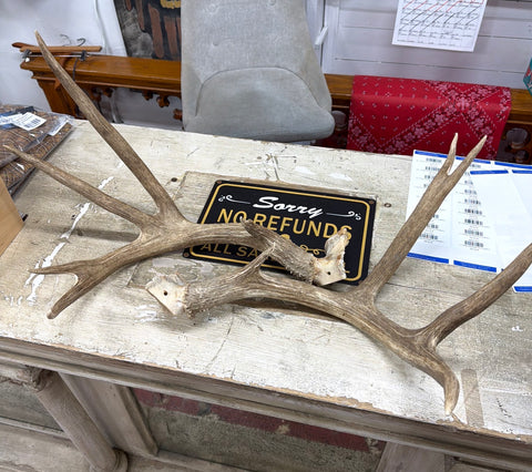 PAIR OF RED STAG ANTLERS