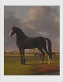 Black Horse Gallery Wrapped Art Print