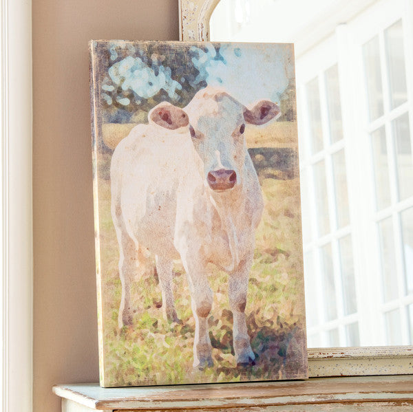 Charolais Calf Cow Canvas Print