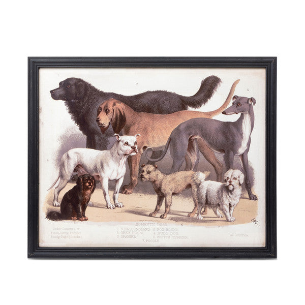 Large Framed Vintage Dog Print