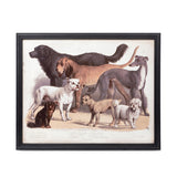 Large Framed Vintage Dog Print